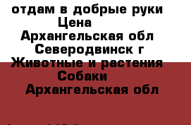 отдам в добрые руки › Цена ­ 10 - Архангельская обл., Северодвинск г. Животные и растения » Собаки   . Архангельская обл.